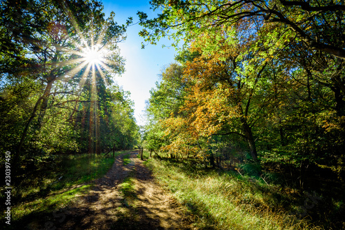 Autumnal woodland Background.