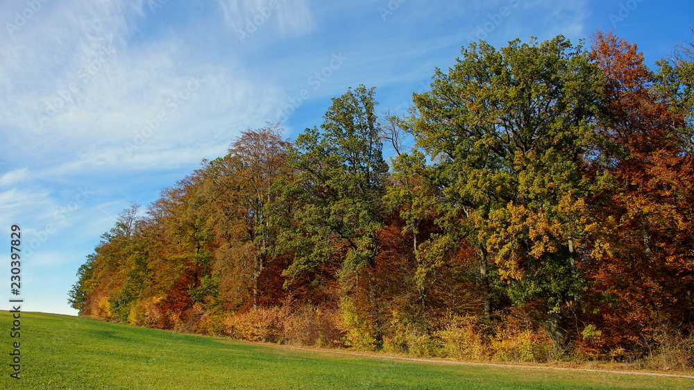 grüne Wiese grenzt an bunten Herbstwald mit Buchen und Eichen an sonnigem Tag