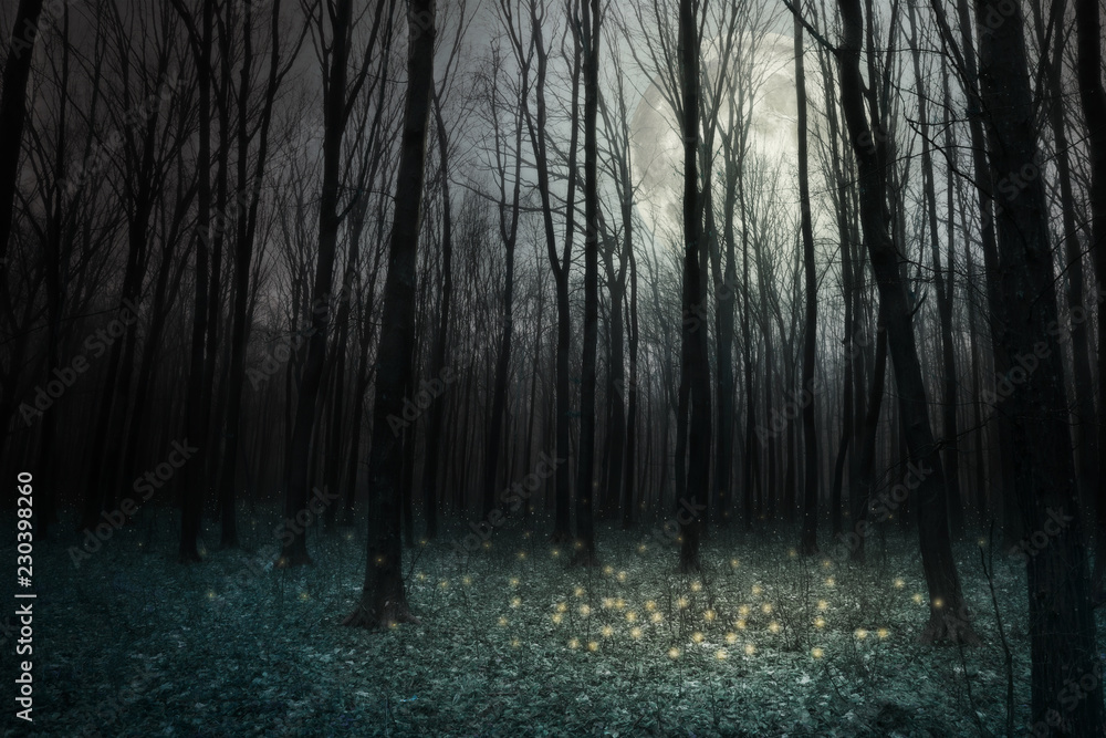 Fototapeta premium forest