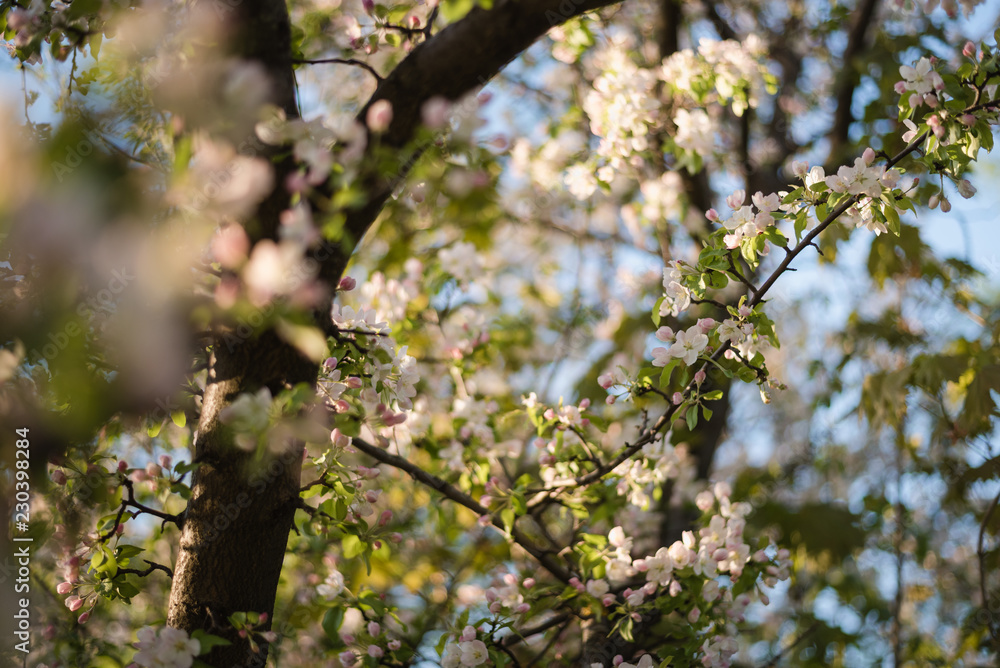 blooming apple tree, blooming garden blooming apple tree, blooming garden