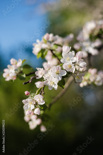 blooming apple tree, apple flowers, apple branch