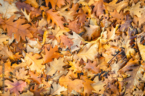 Brown discolored oak leaves fallen on the forest floor