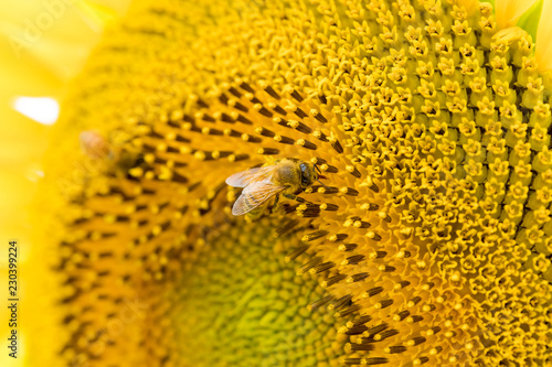 蜂とひまわり