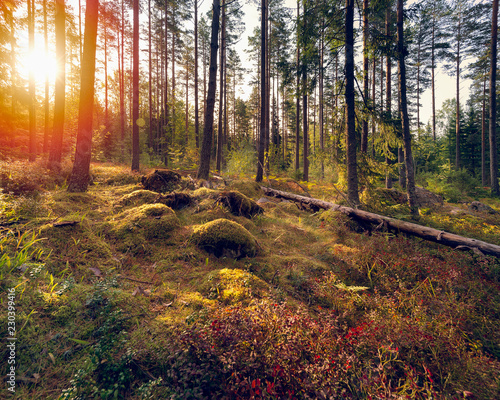 Autumn in forest