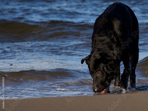 black Labrador dog playing on the beach