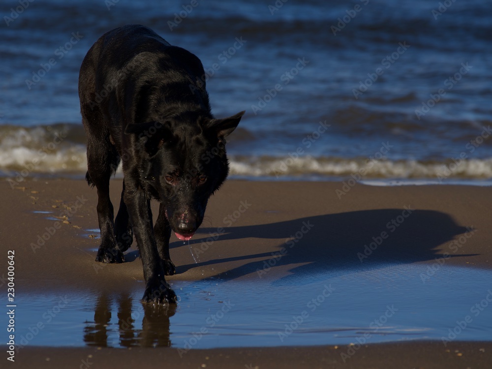 black Labrador dog playing on the beach