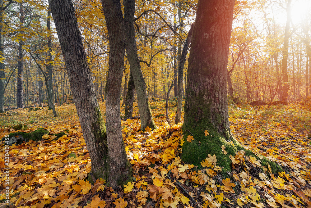 Autumn in forest Autumn in forest