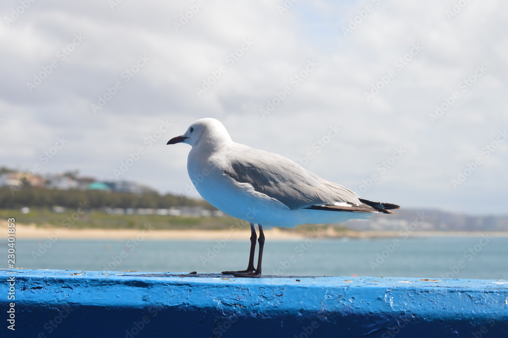 Fototapeta premium Seagull by the sea
