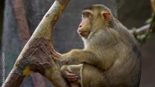 Southern pig-tailed macaque (Macaca nemestrina) photo