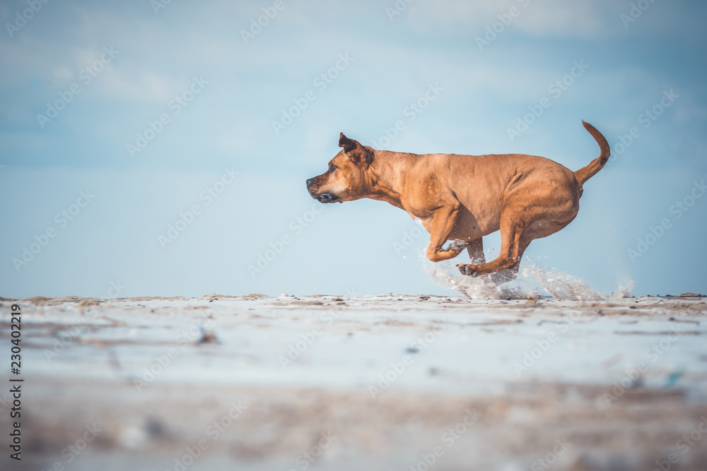 Hund rennt am Strand