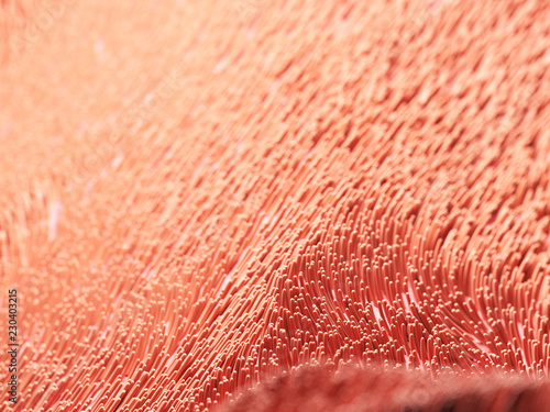 Fotografia 3d rendered illustration of human cilia
