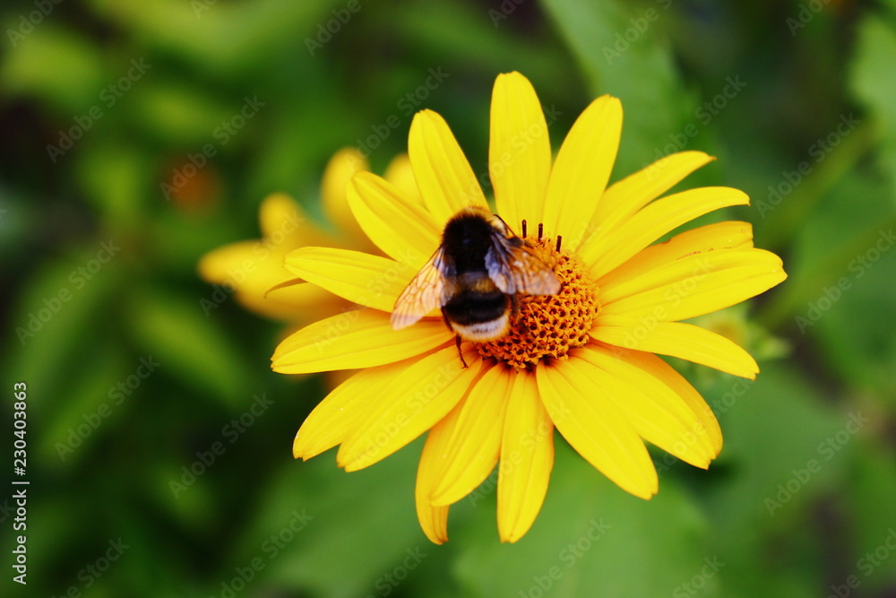 Bumblebee on the yellow flower. Summertime. Preparing for the cold winter. they collect the honey, but never enjoy it Bumblebee on the yellow flower. Summertime. Preparing for the cold winter. they collect the honey, but never enjoy it