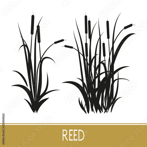  Sedge, reed, cane, bulrush. Set. Black silhouette on white background.