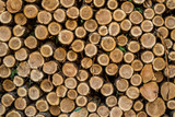 Cut logs stacked, Background.