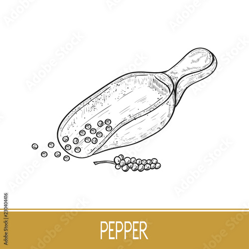 Pepper,  scoop. Sketch. Monochrome.