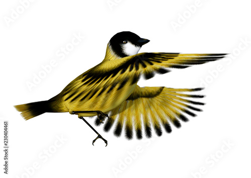 3D Rendering Songbird Goldflinch on White © photosvac