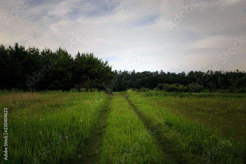 Grassy road leads into mysterious forest at night