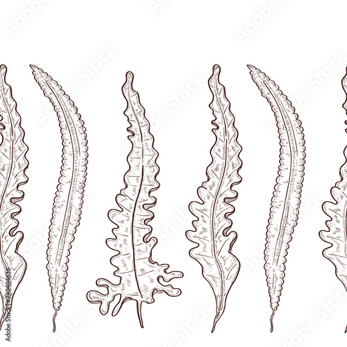 Laminaria. Seaweed. Monophonic. Sketch. Background, wallpaper, texture, seamless.