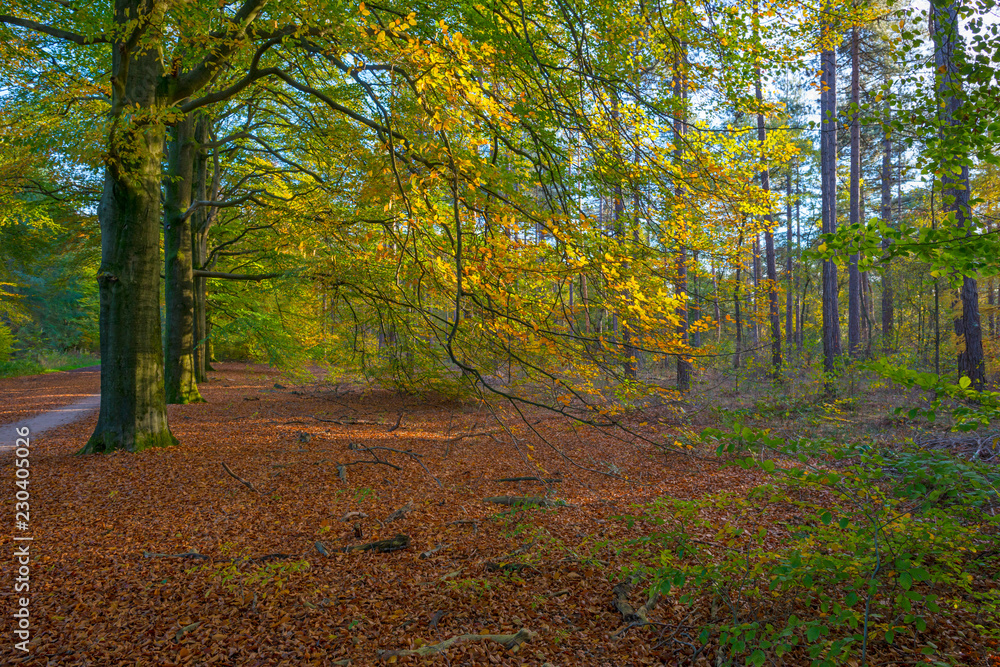 Obraz premium Foliage in a forest in autumn colors in sunlight at fall