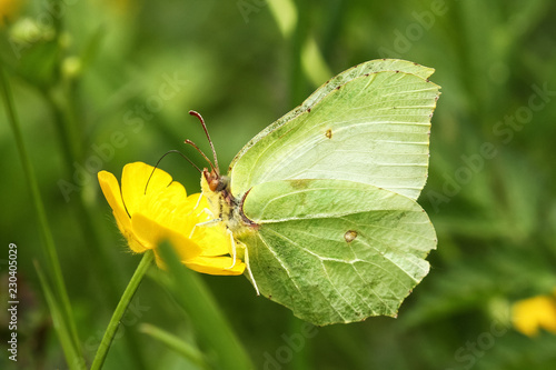 Brimstone Butterfly © janis
