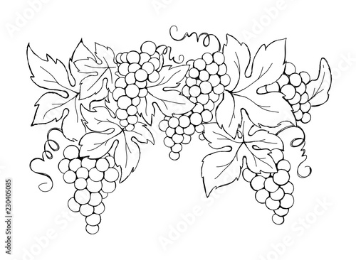 Grapes / Vector illustration, vintage design element