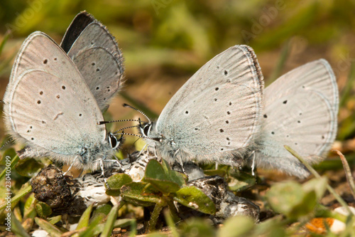 Small blue butterfly's