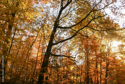 Yellow, orange, and red leaves of autumn during morning with the sun shining through trees near Hinckley Minnesota