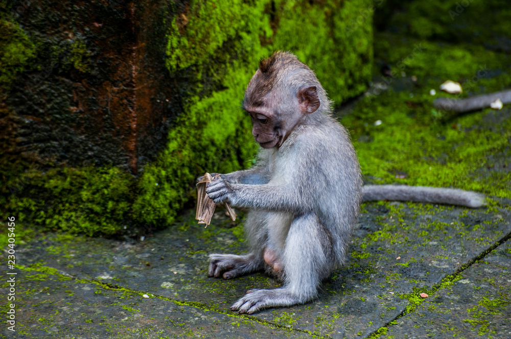 Obraz premium baby monkey