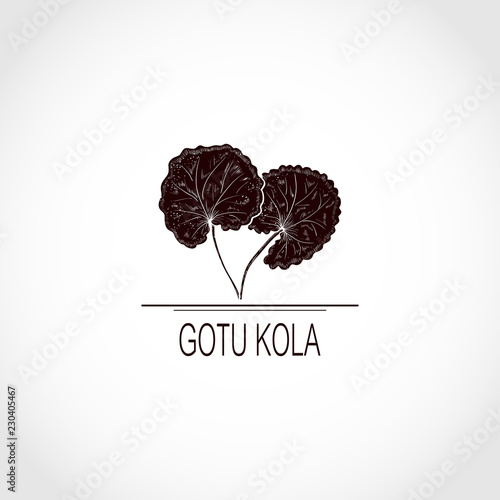 Gotu kola. leaf. Logo, embleml. Silhouette