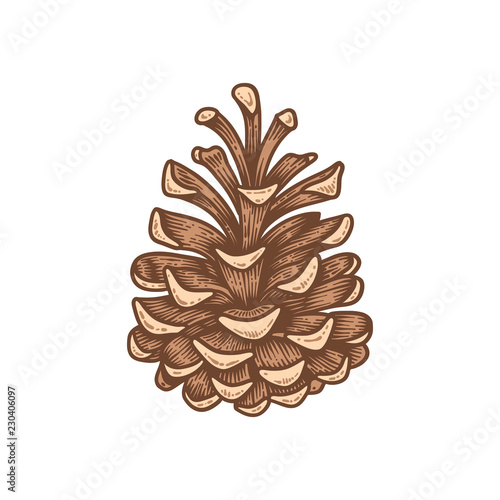 Hand drawn pine cone, engraved vector illustration isolated on white background