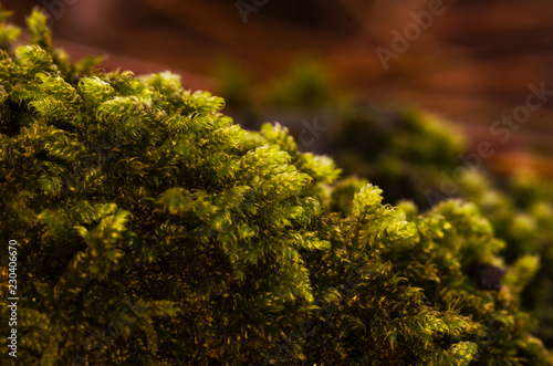 Macro image of the green moss on the forest ground photo