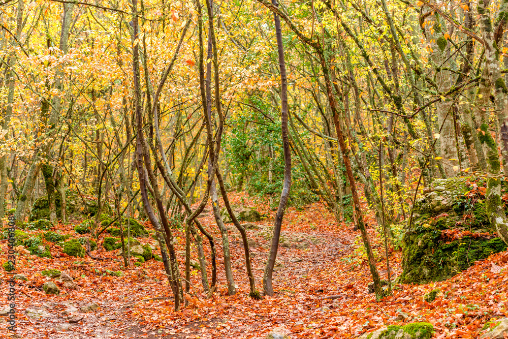 fallen red leaves on the trail, picturesque autumn landscape in the park