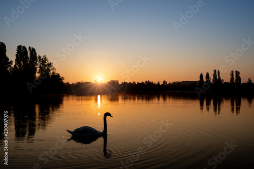 Schwan auf dem See bei Sonnenaufgang photo