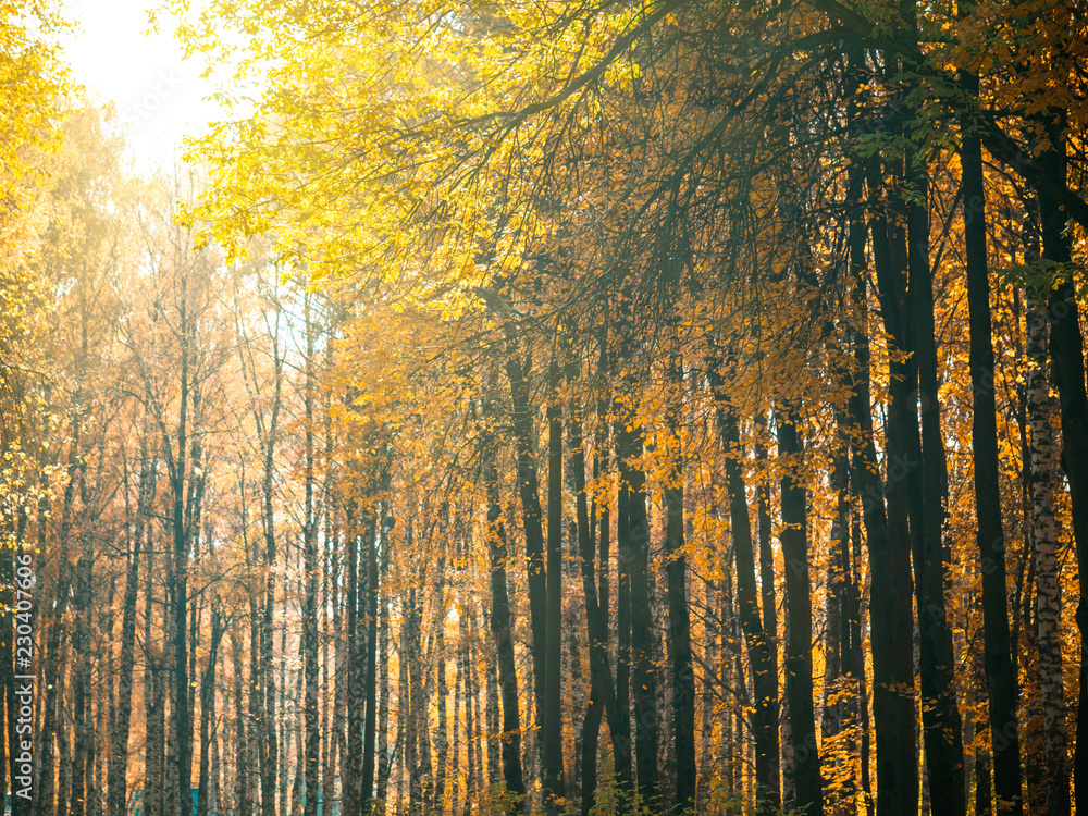 Fototapeta premium Autumn park with falling leaves,vertical,copyspace