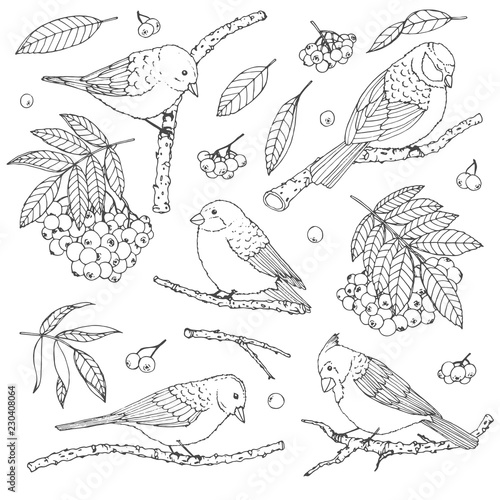Hand drawn vector set of birds, branches, leaves and rowanberry contours isolated on white background. Winter decoration line art in sketch style for coloring books.