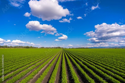 carrot field with blue sky and white clouds