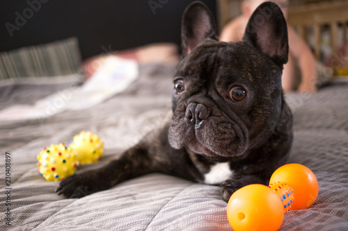 Obraz na plátně close up brindle French bulldog playing with his toys on the bed