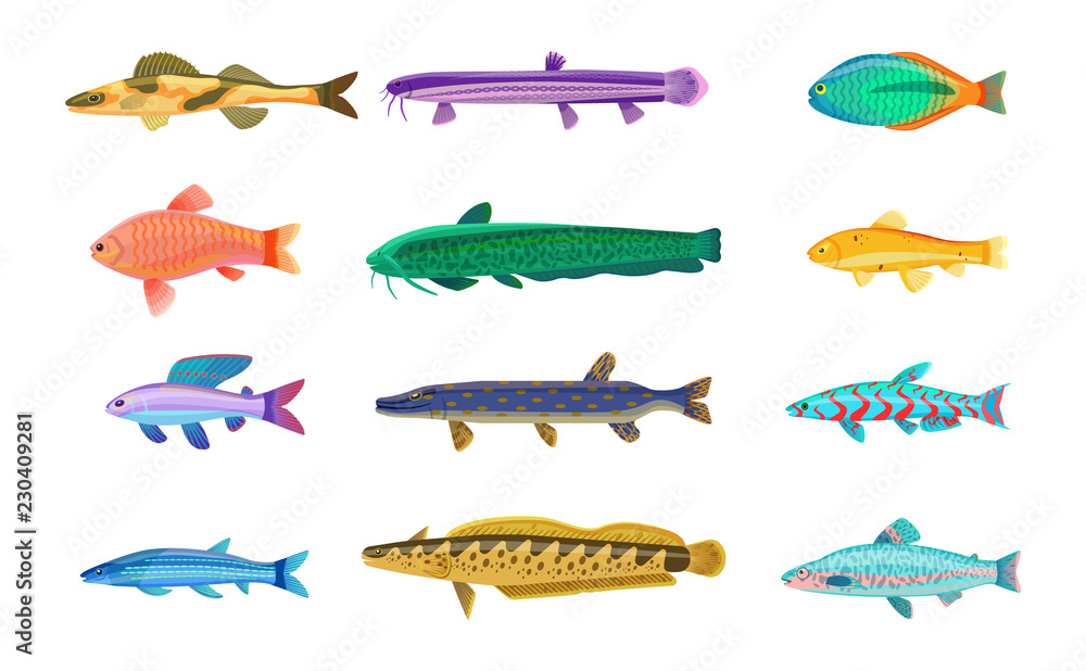 Jack Dempsey and Cichlid Set Vector Illustration Jack Dempsey and Cichlid Set Vector Illustration