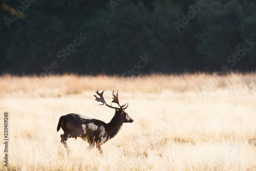 Photos RICHMOND, UK An unusual melanistic (all-black) fallow deer (dama dama) runs across open land