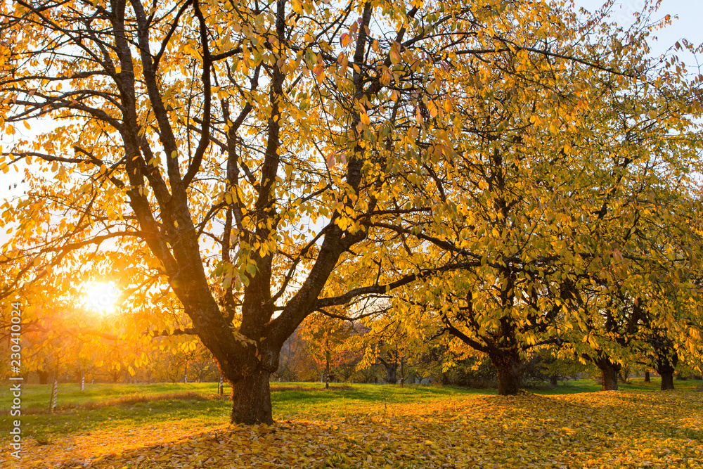 Fototapeta premium Cerisiers en Automne