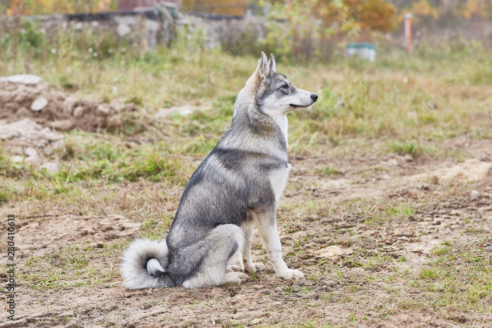 West Siberian Laika puppy 6 mounth