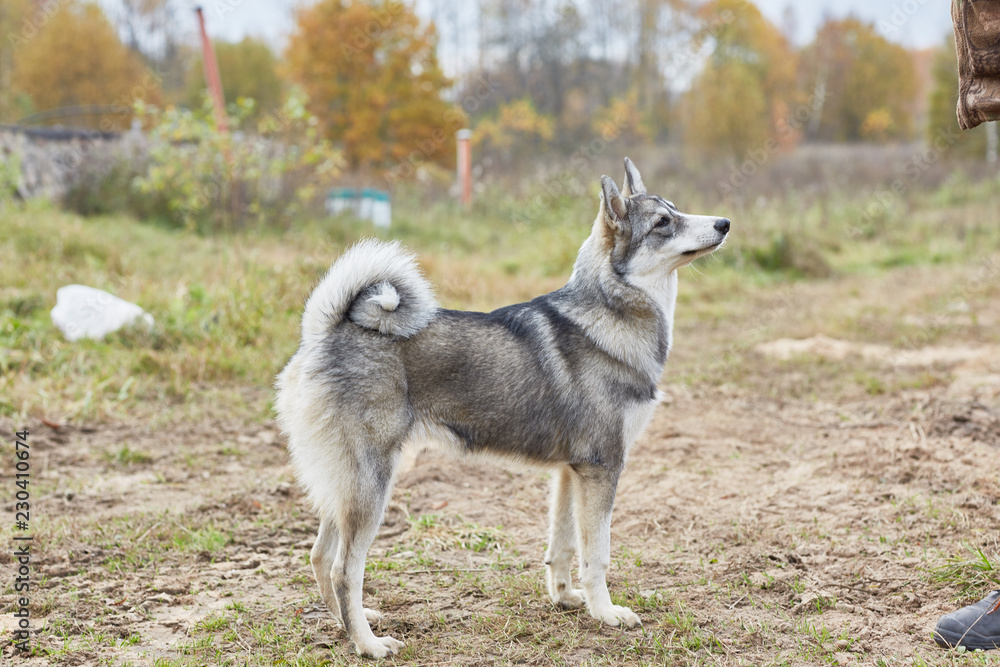 West Siberian Laika puppy 6 mounth West Siberian Laika puppy 6 mounth