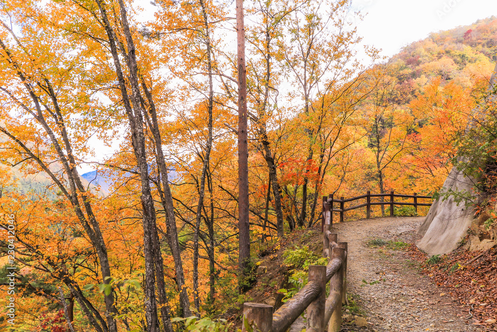  Beautiful mountain view of Japan autumn ,Nagano Prefecture Japan.