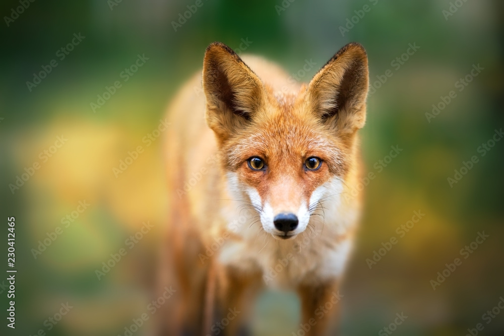 Red Fox - Vulpes vulpes, close-up portrait on autumn trees in the background  making eye contact