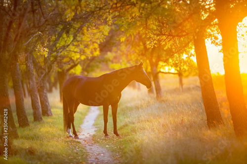 Fototapeta Naklejka Na Ścianę i Meble -  Bay stallion in fall park at sunset light