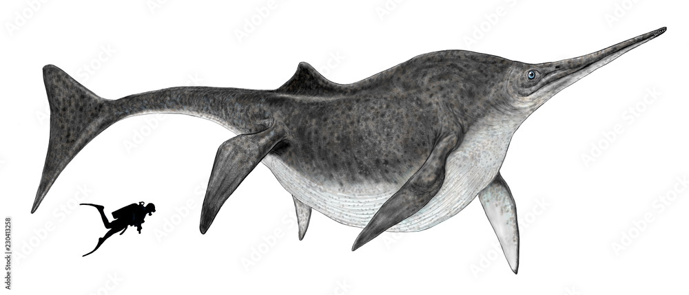 魚竜。後期三畳紀の北アメリカの海に生息。化石から体長は15メートルと想定され、カジキマグロのように長い嘴を持ったイクチオサウルスの仲間では最大。肉食で主にアンモナイトやオウムガイのような頭足類や魚を餌にしていた。イラストはその大きさから比較のためのダイバーを配し、クジラとカジキマグロのイメージで描いた。
