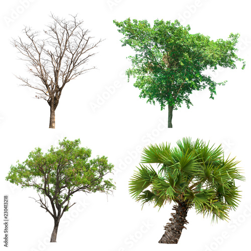 Group of tree on white background. © Toson