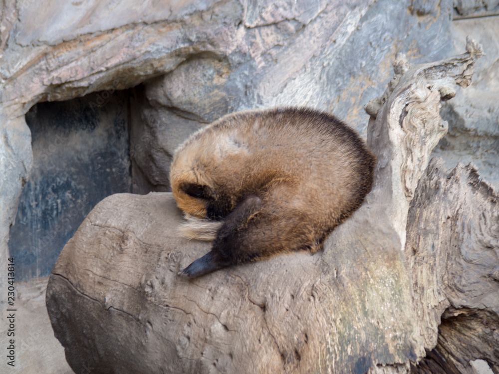 Obraz premium アナグマの寝姿