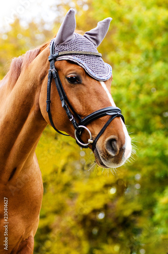 Portrait eines Pferdes im Sport