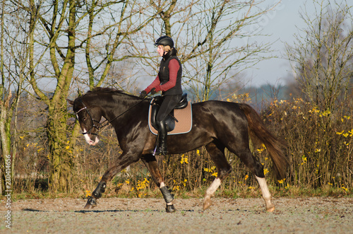 Springpferd trabt über den Reitplatz im Winter